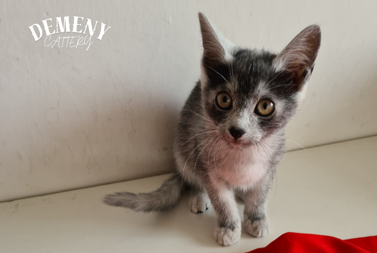 archie transylvanian cat