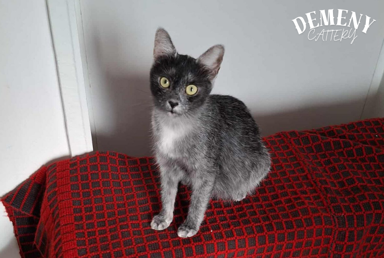 lupita transylvanian female