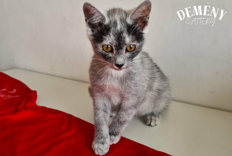 pudding transylvanian cat