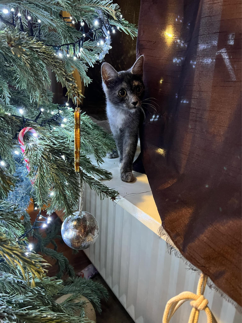 Transylvanian Cat Demeny