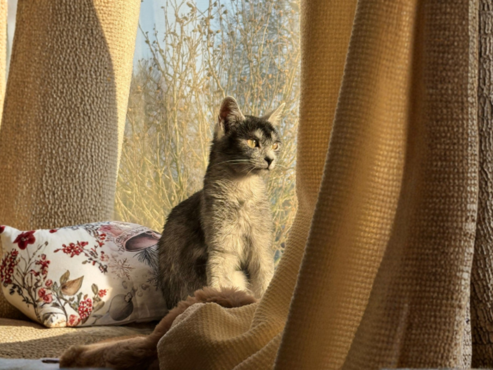 Houdini male adult Transylvanian cat profile photo