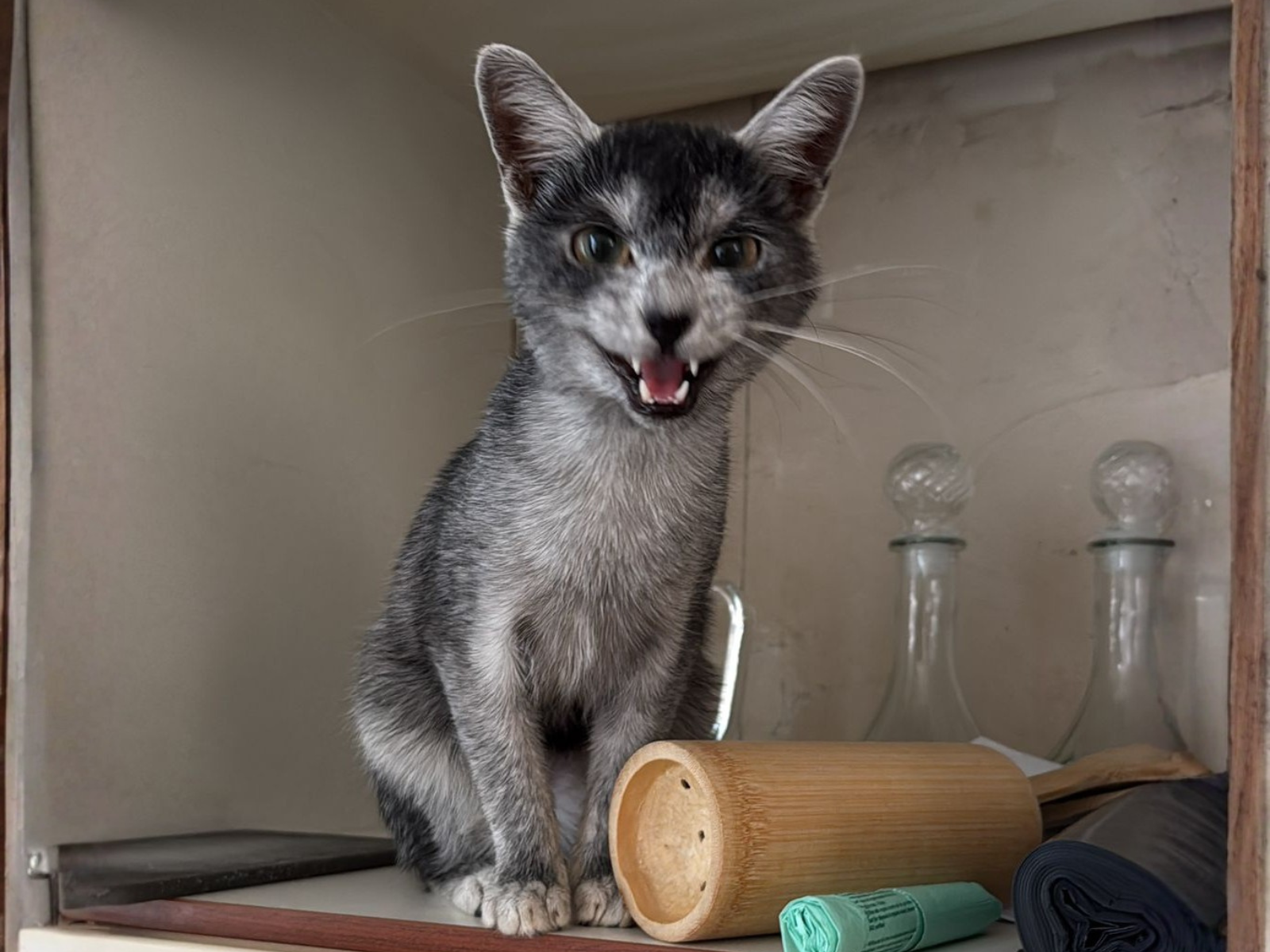 Houdini male adult Transylvanian cat profile photo