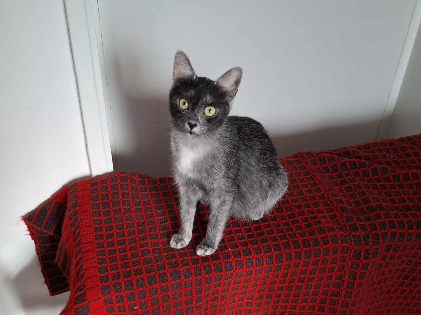 Princess Lupita female adult Transylvanian cat profile photo
