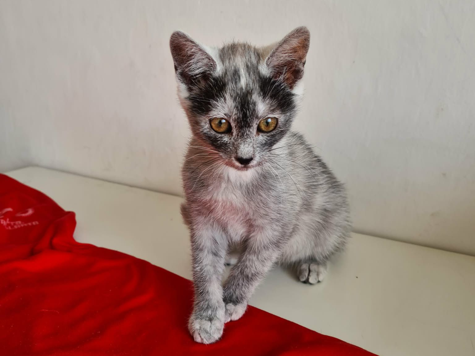 Pudding female kitten Transylvanian cat profile card