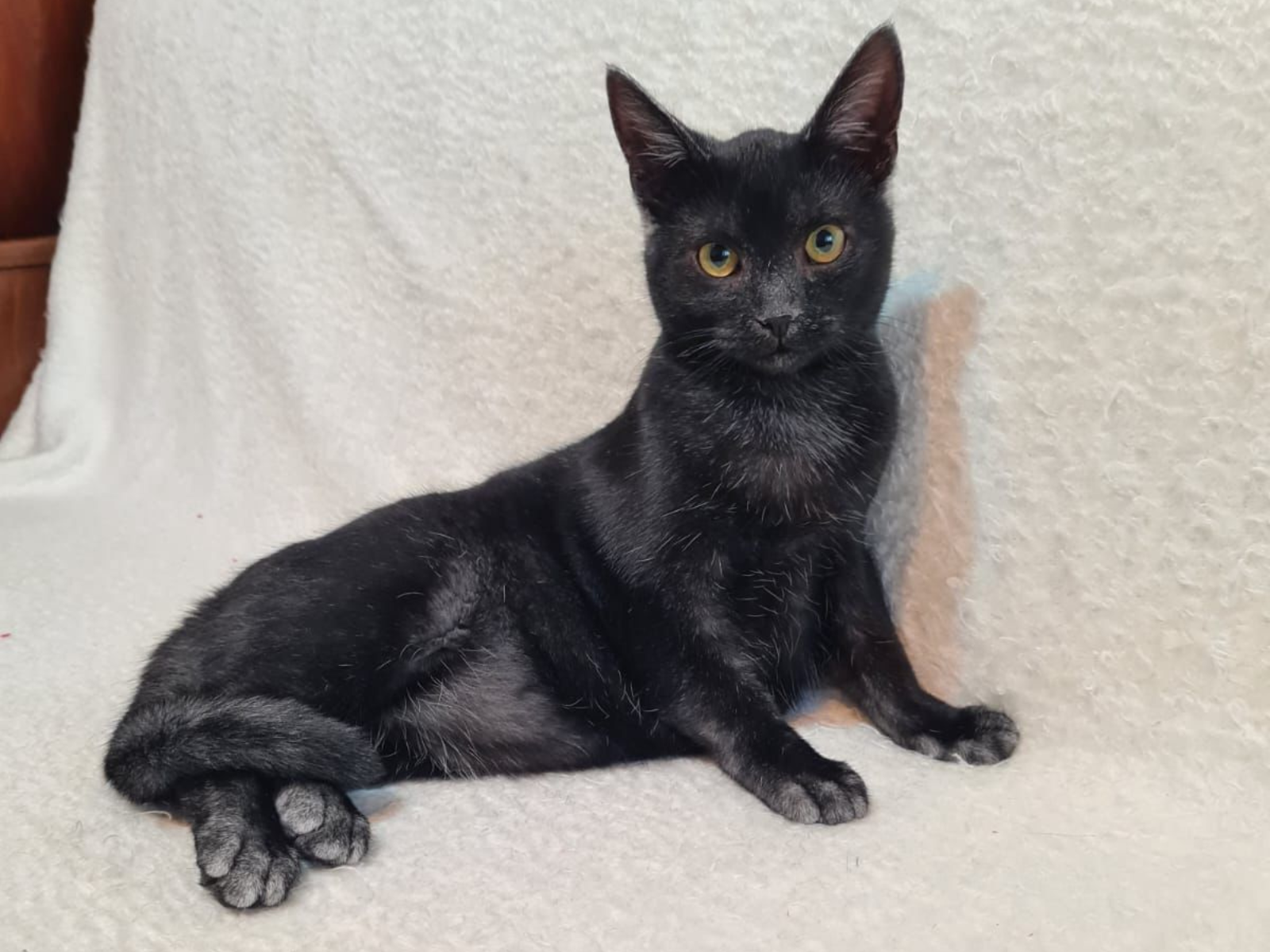 Umbra female adult Transylvanian cat profile photo