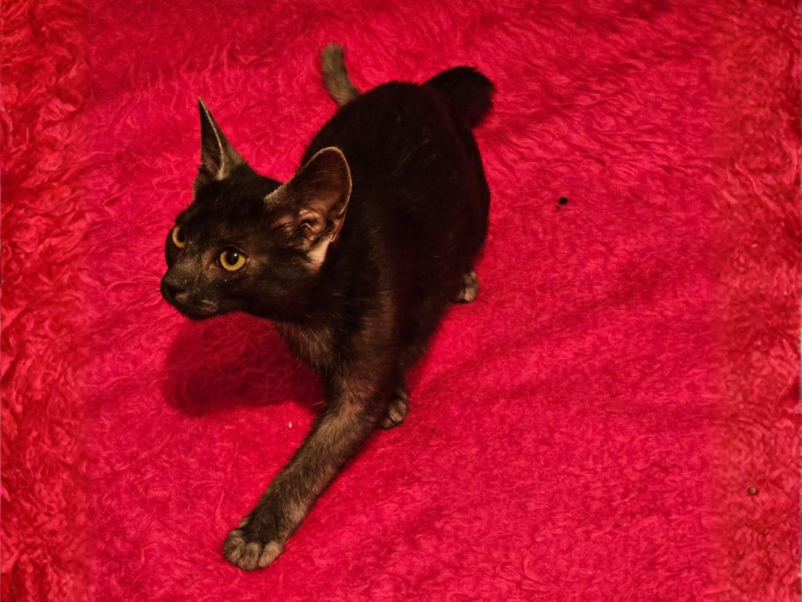 Umbra female adult Transylvanian cat profile photo