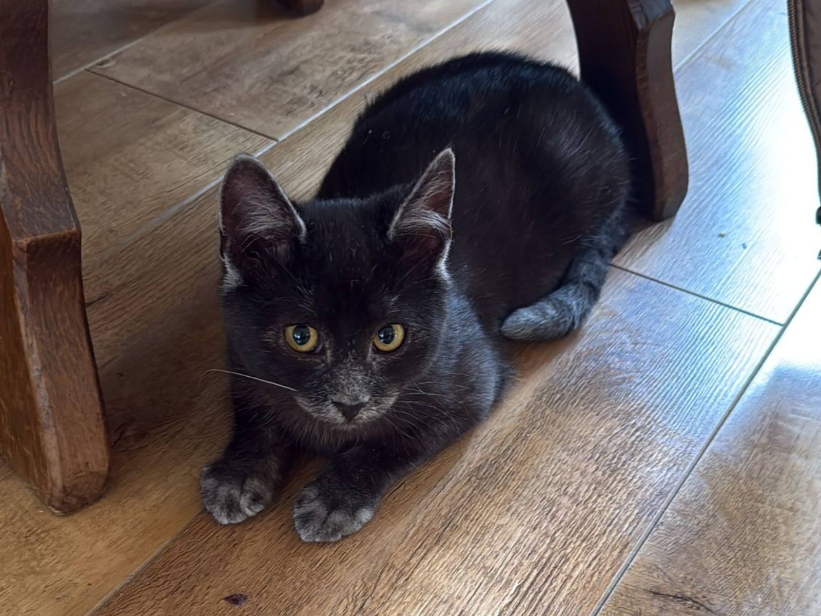 Nero male adult Transylvanian cat profile card