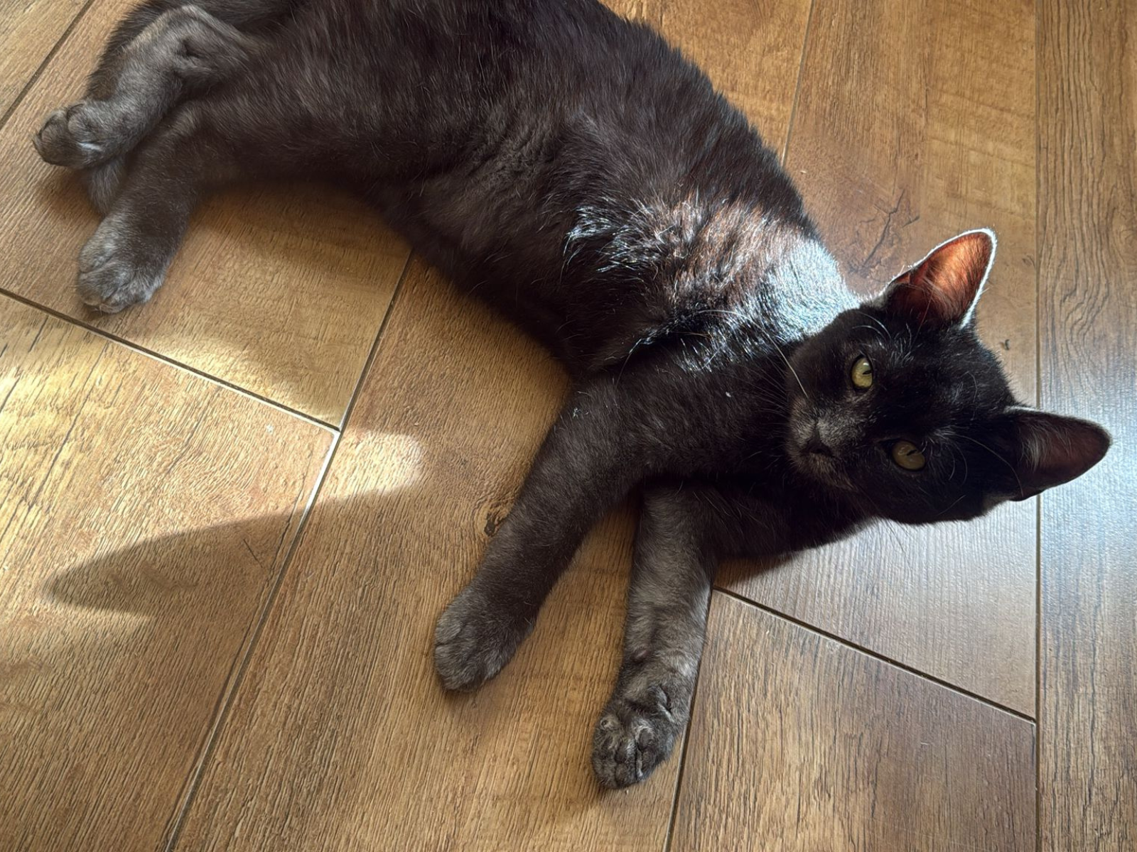 Nero male adult Transylvanian cat profile photo
