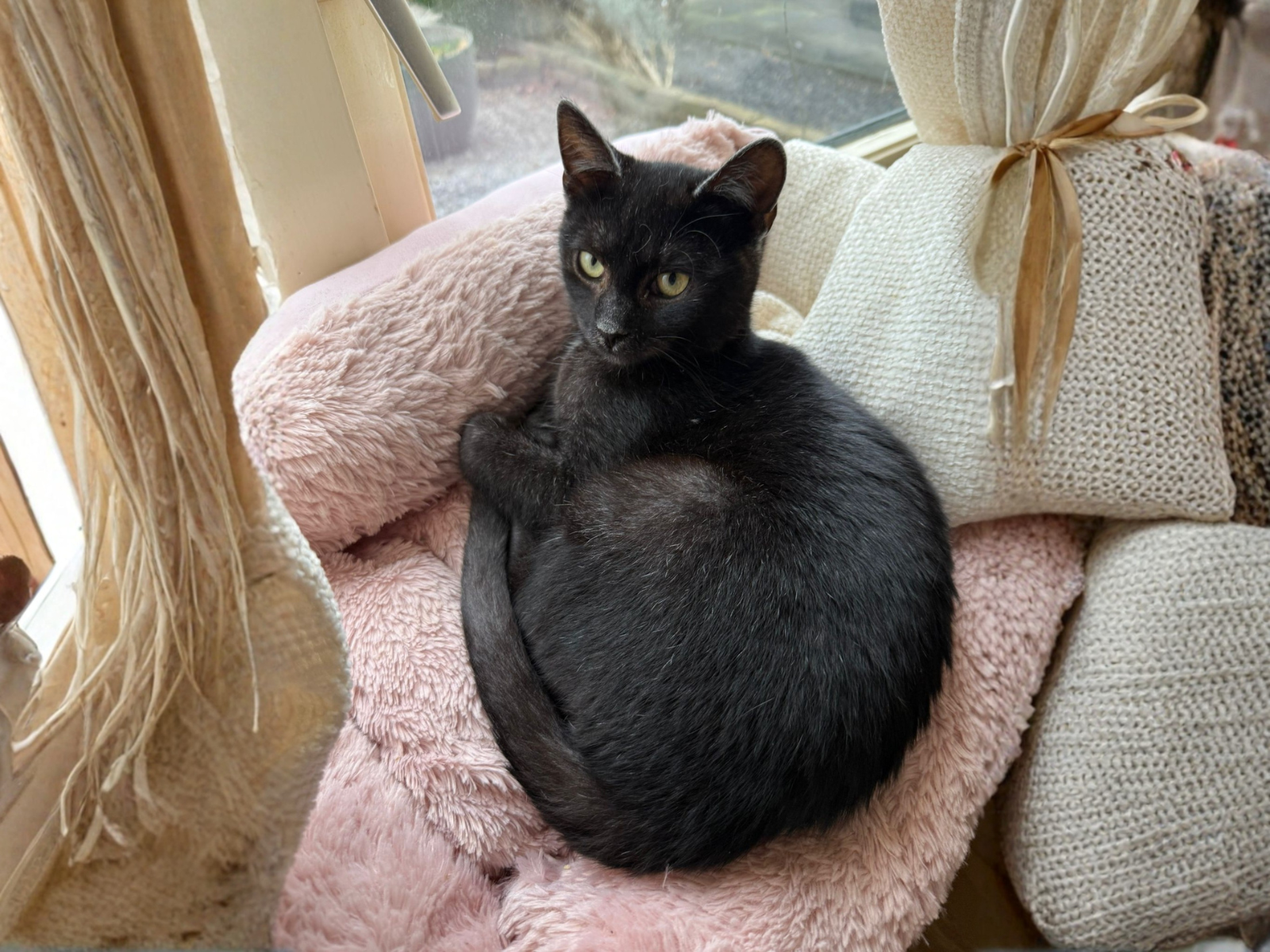 Blacky male adult Transylvanian cat profile card