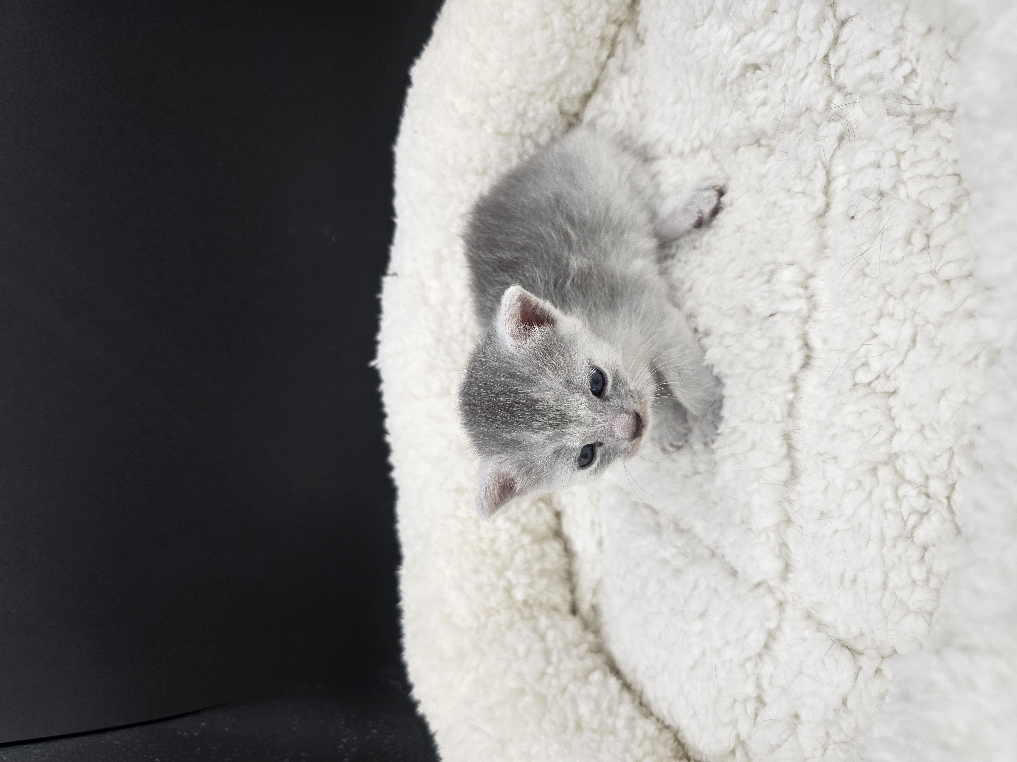 Bellaciao female kitten Transylvanian cat profile photo