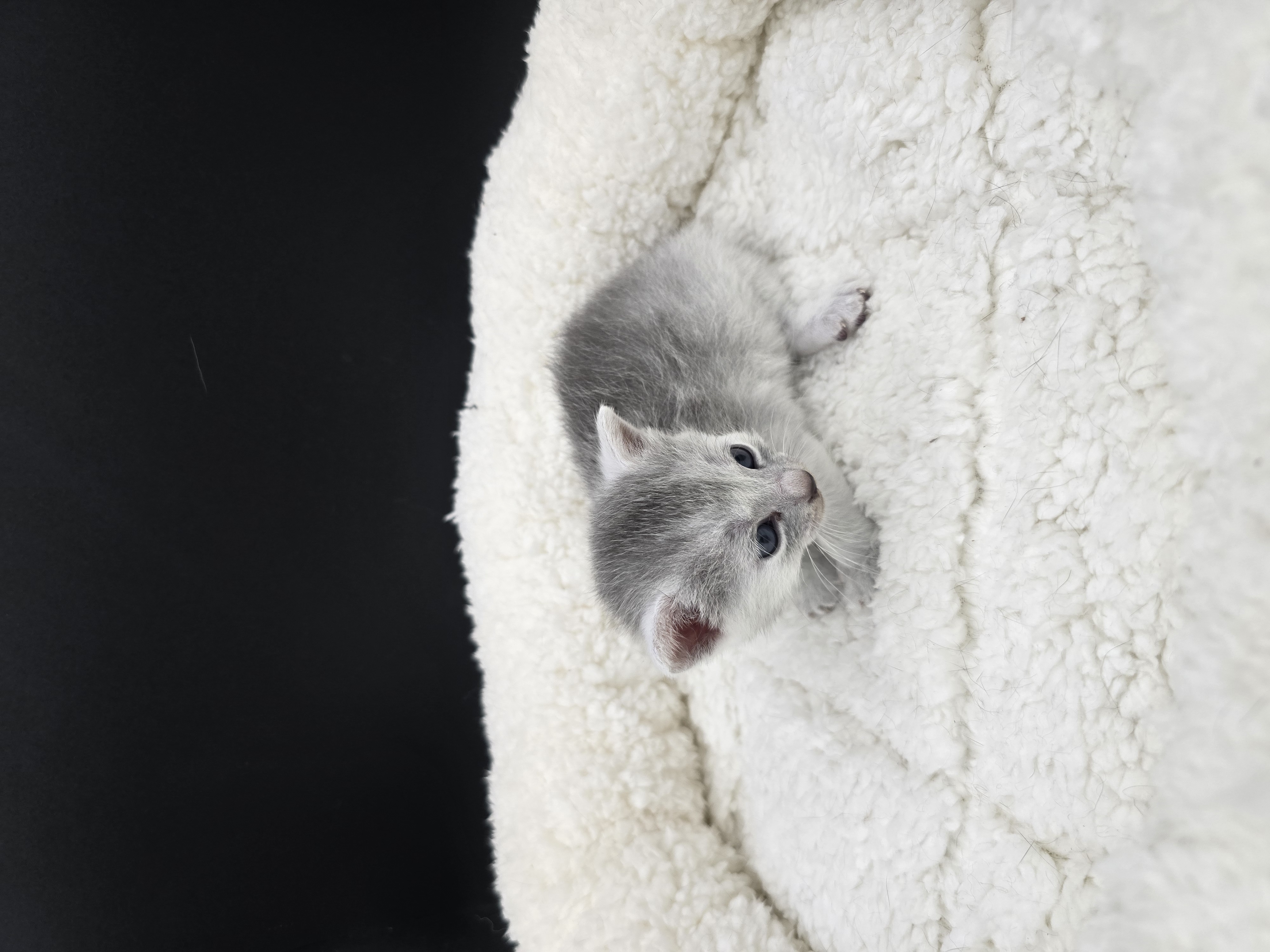 Bellaciao female kitten Transylvanian cat profile photo