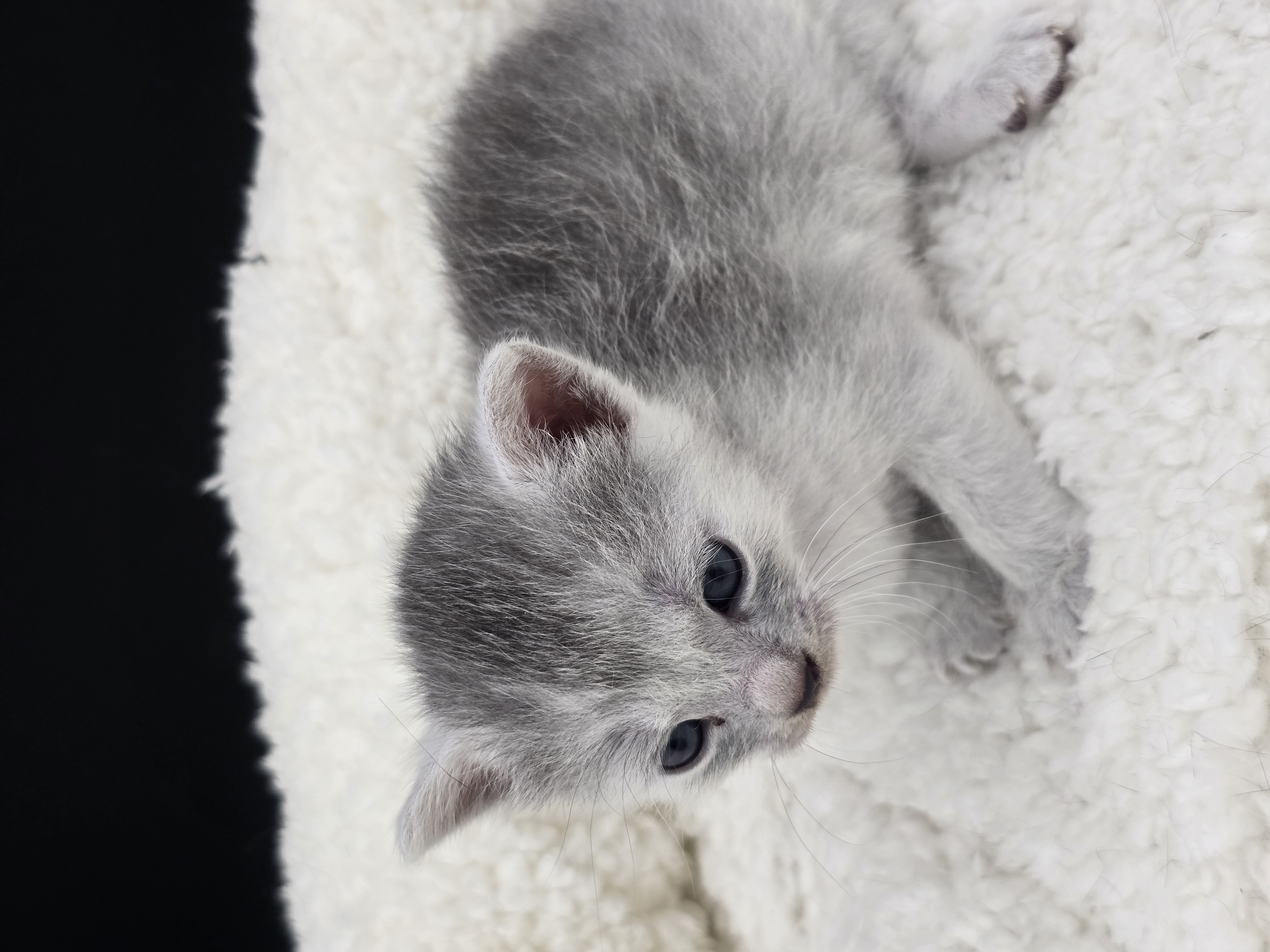 Bellaciao female kitten Transylvanian cat profile photo