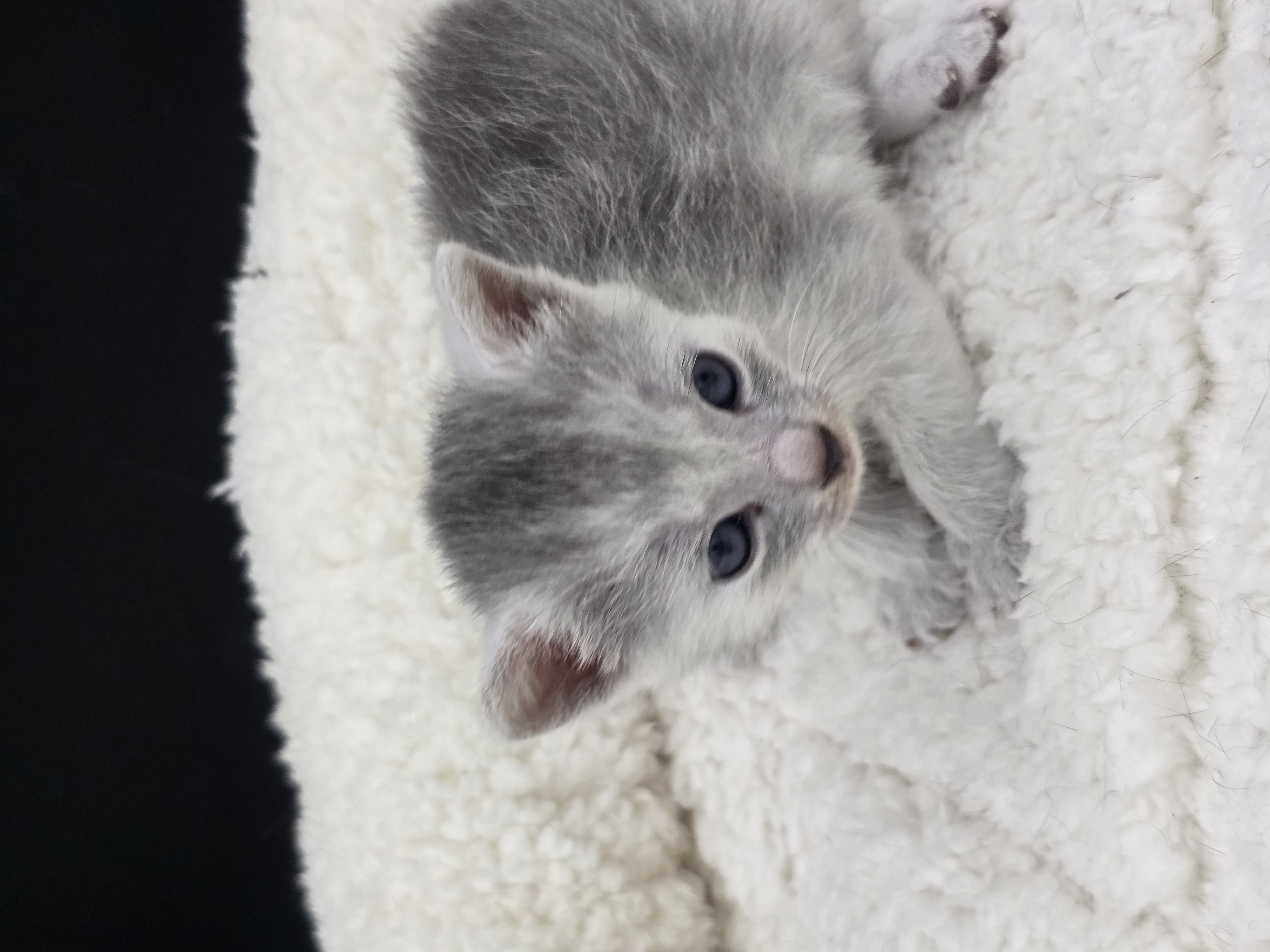 Bellaciao female kitten Transylvanian cat profile photo
