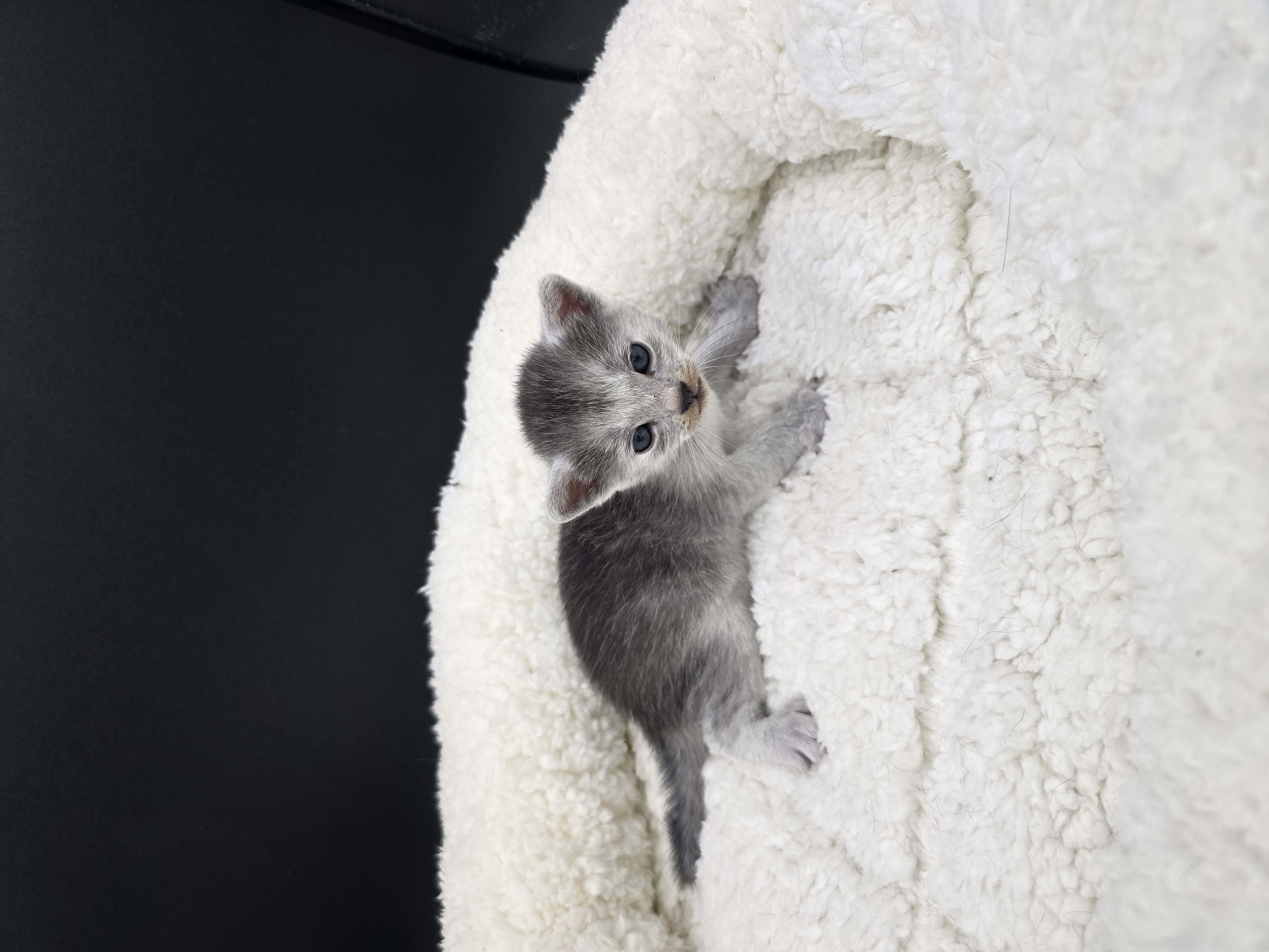 Blade male kitten Transylvanian cat profile photo