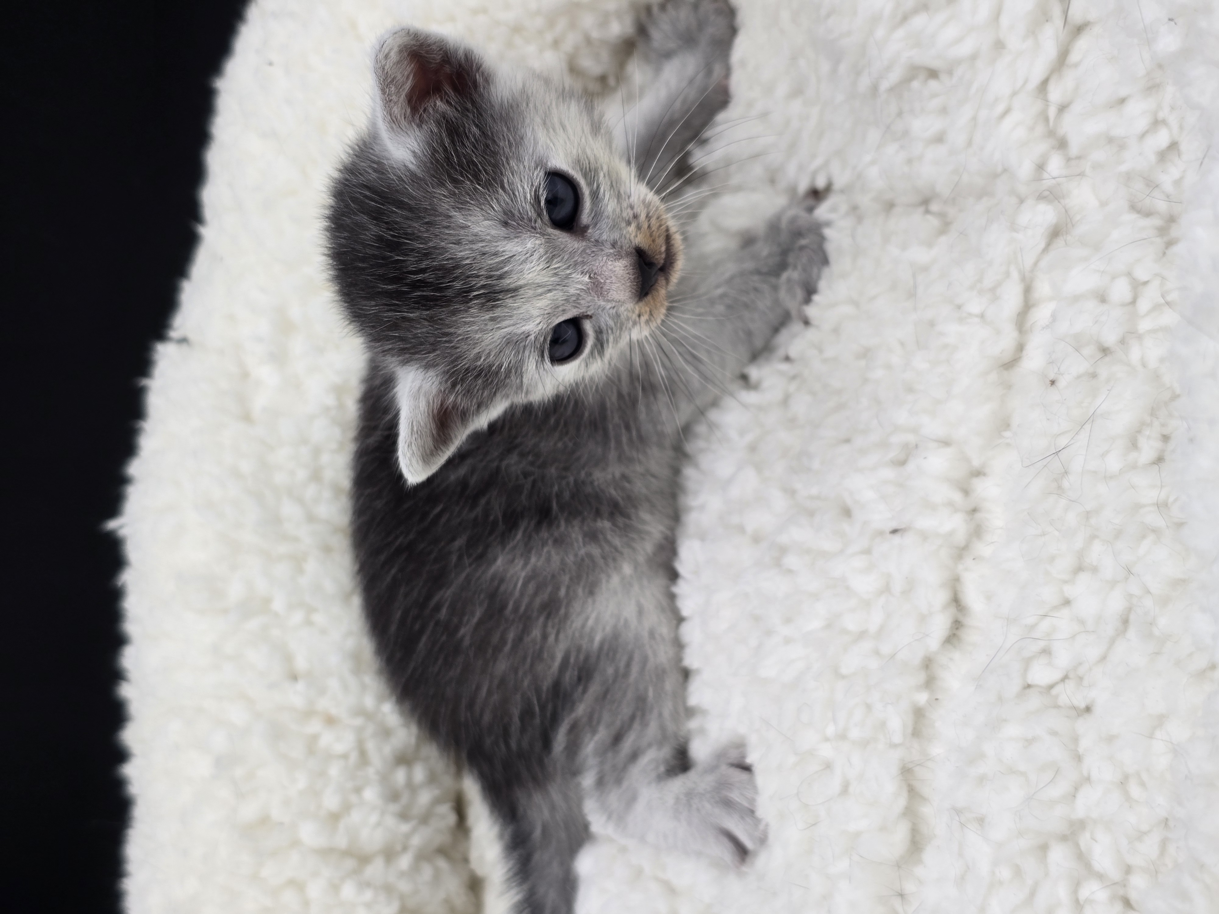 Blade male kitten Transylvanian cat profile photo