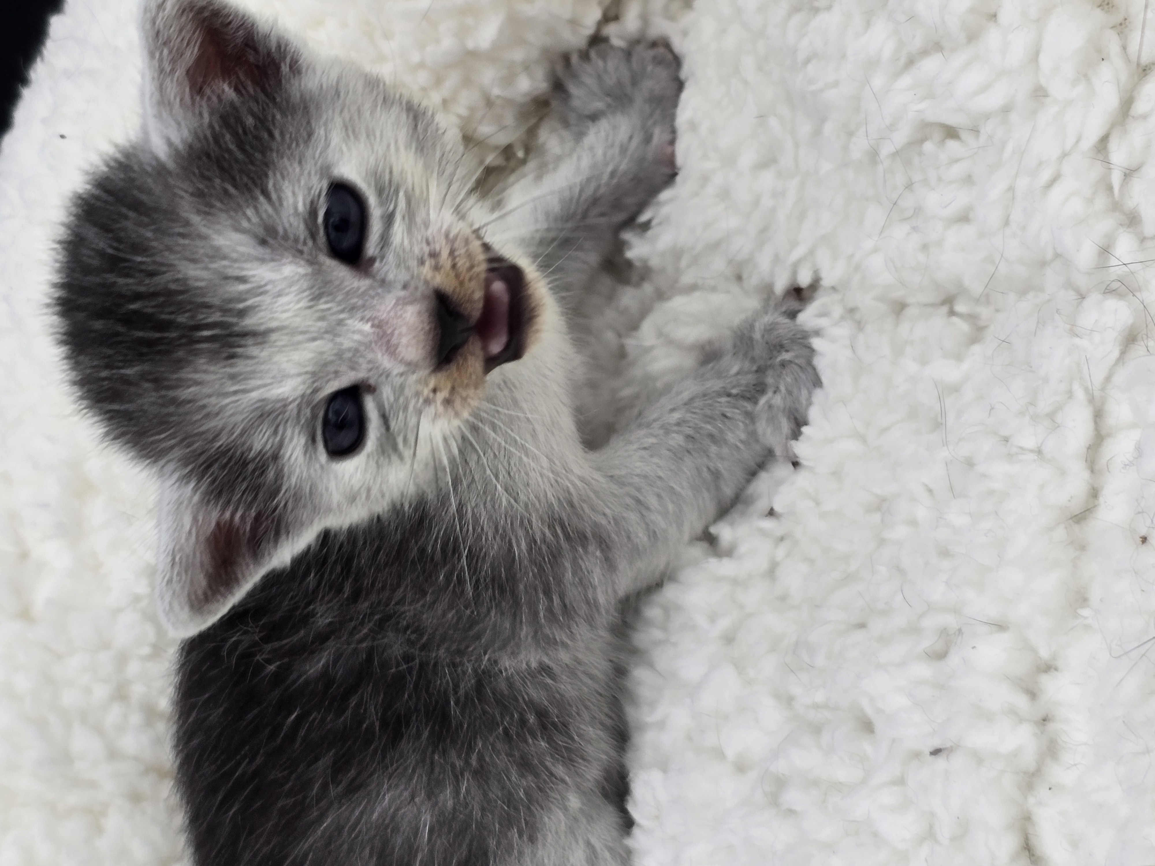 Blade male kitten Transylvanian cat profile photo