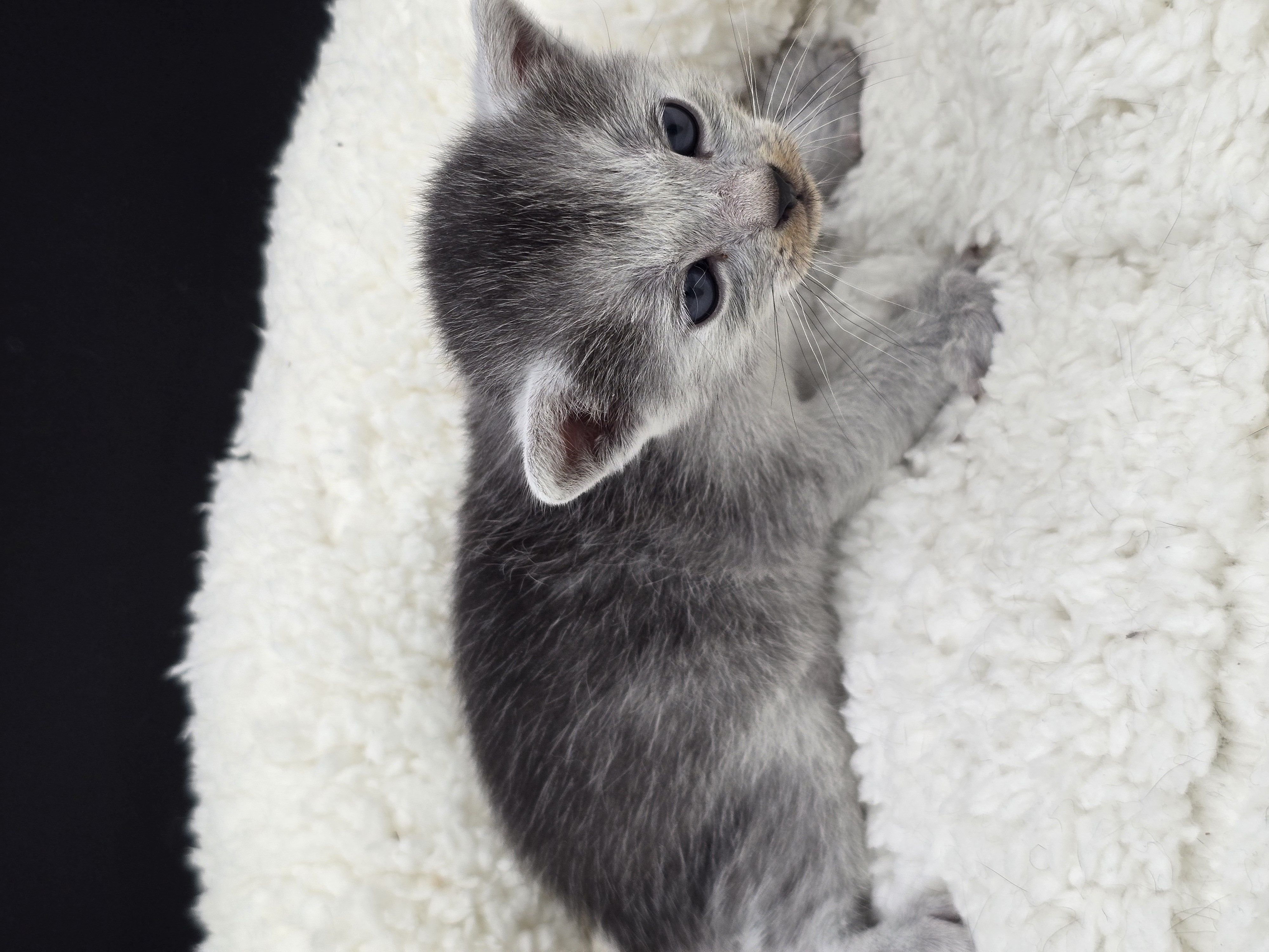 Blade male kitten Transylvanian cat profile photo