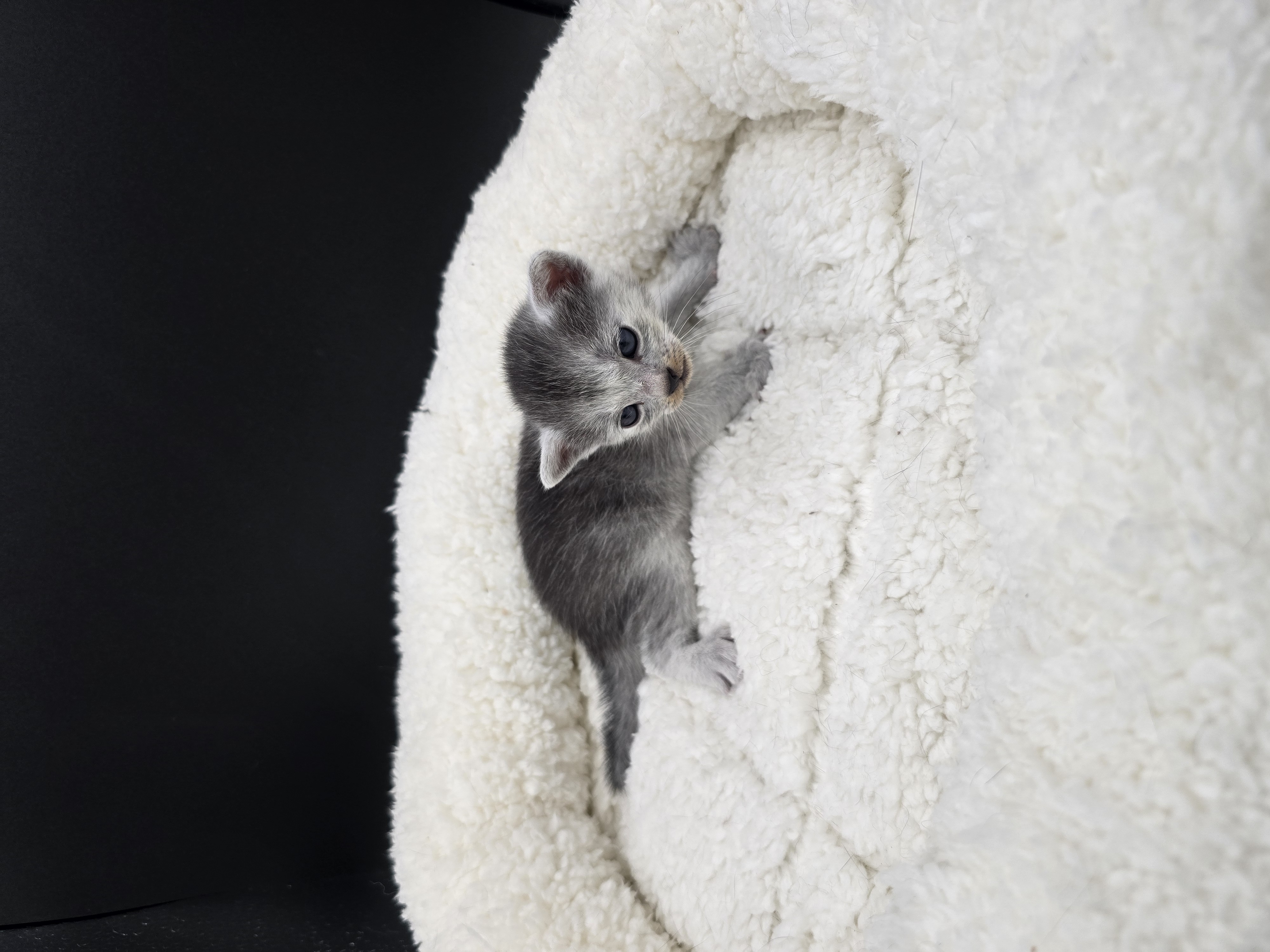 Blade male kitten Transylvanian cat profile photo