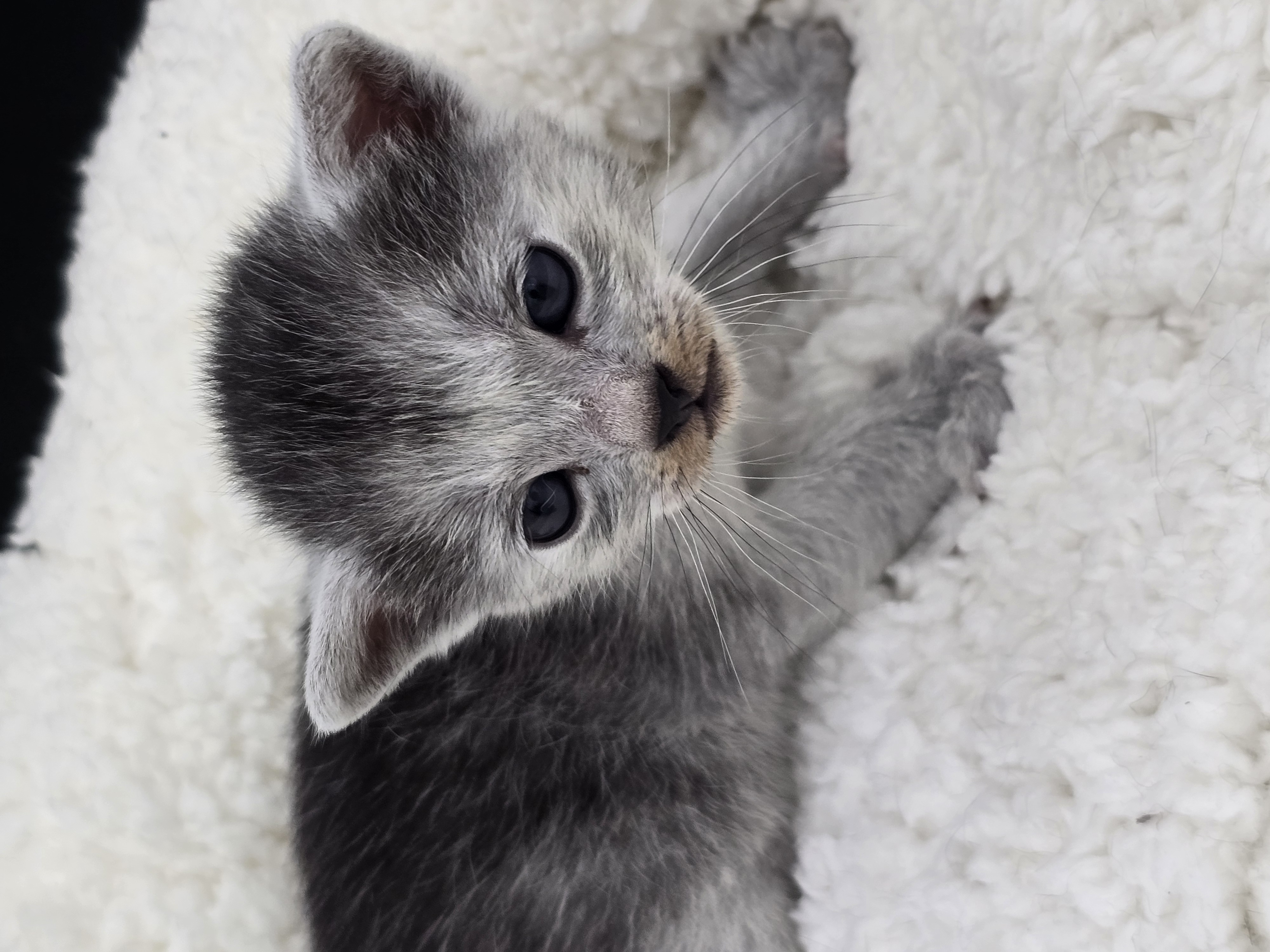 Blade male kitten Transylvanian cat profile photo