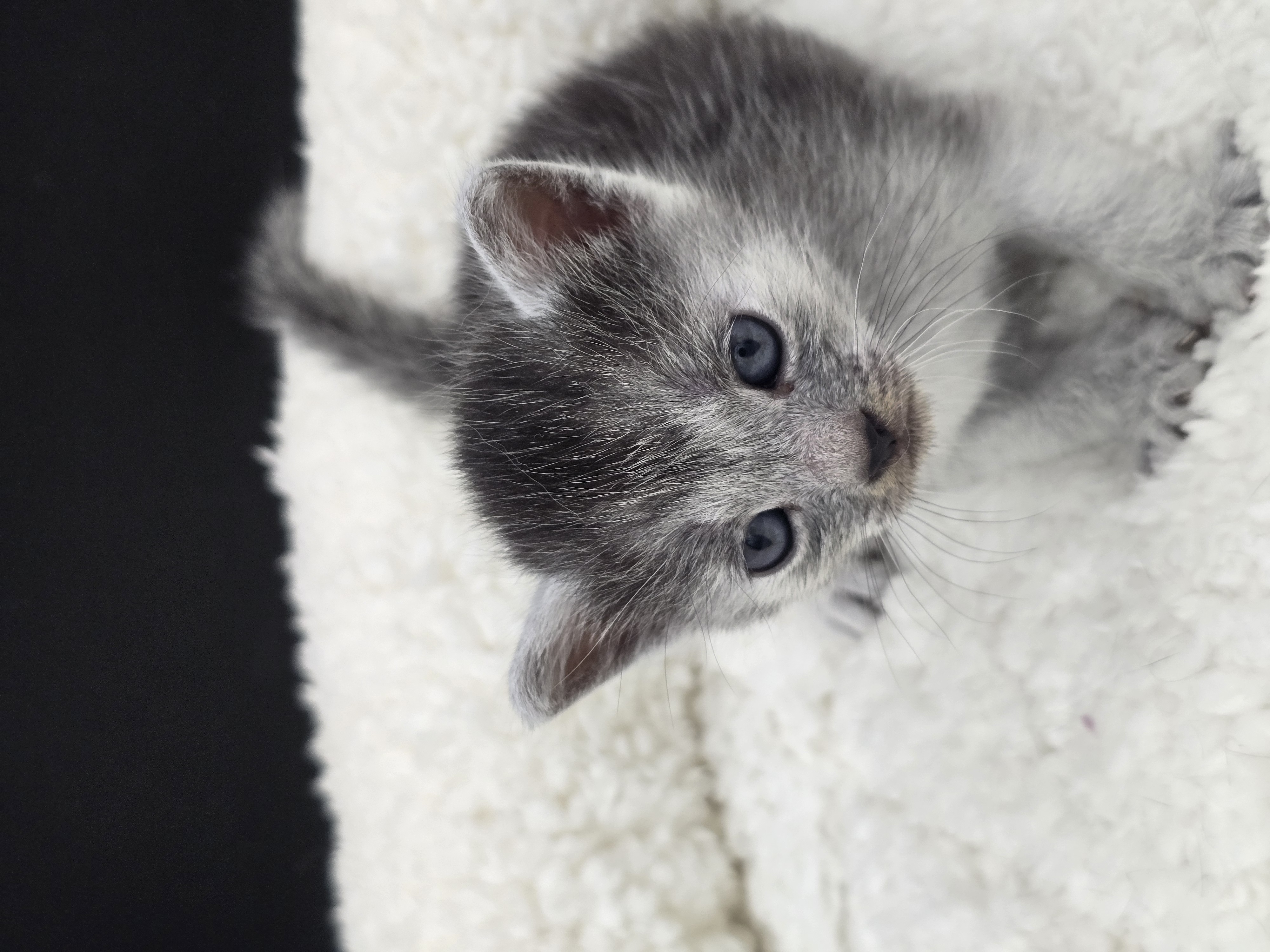 Bastet female kitten Transylvanian cat profile photo