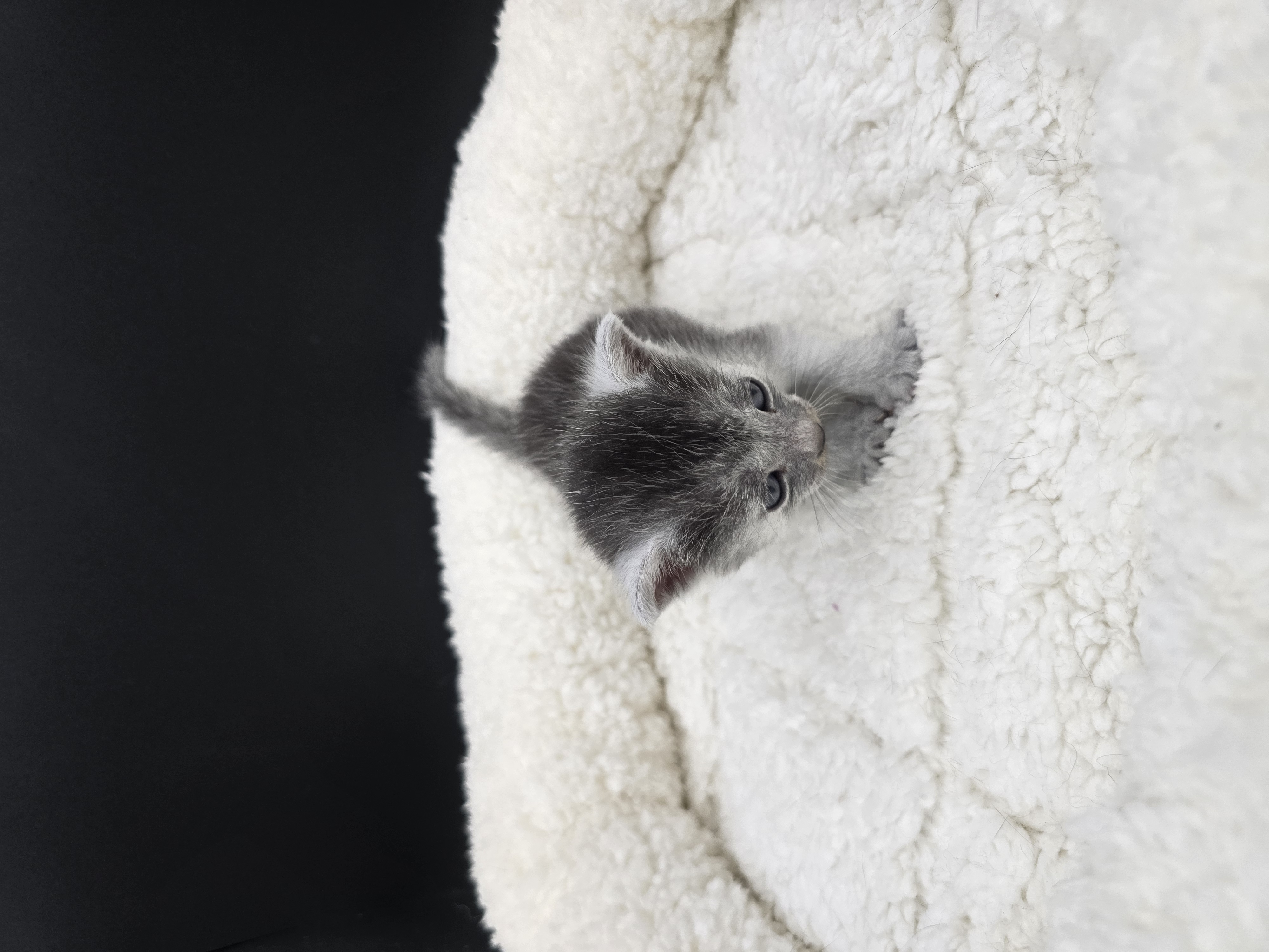 Bastet female kitten Transylvanian cat profile photo