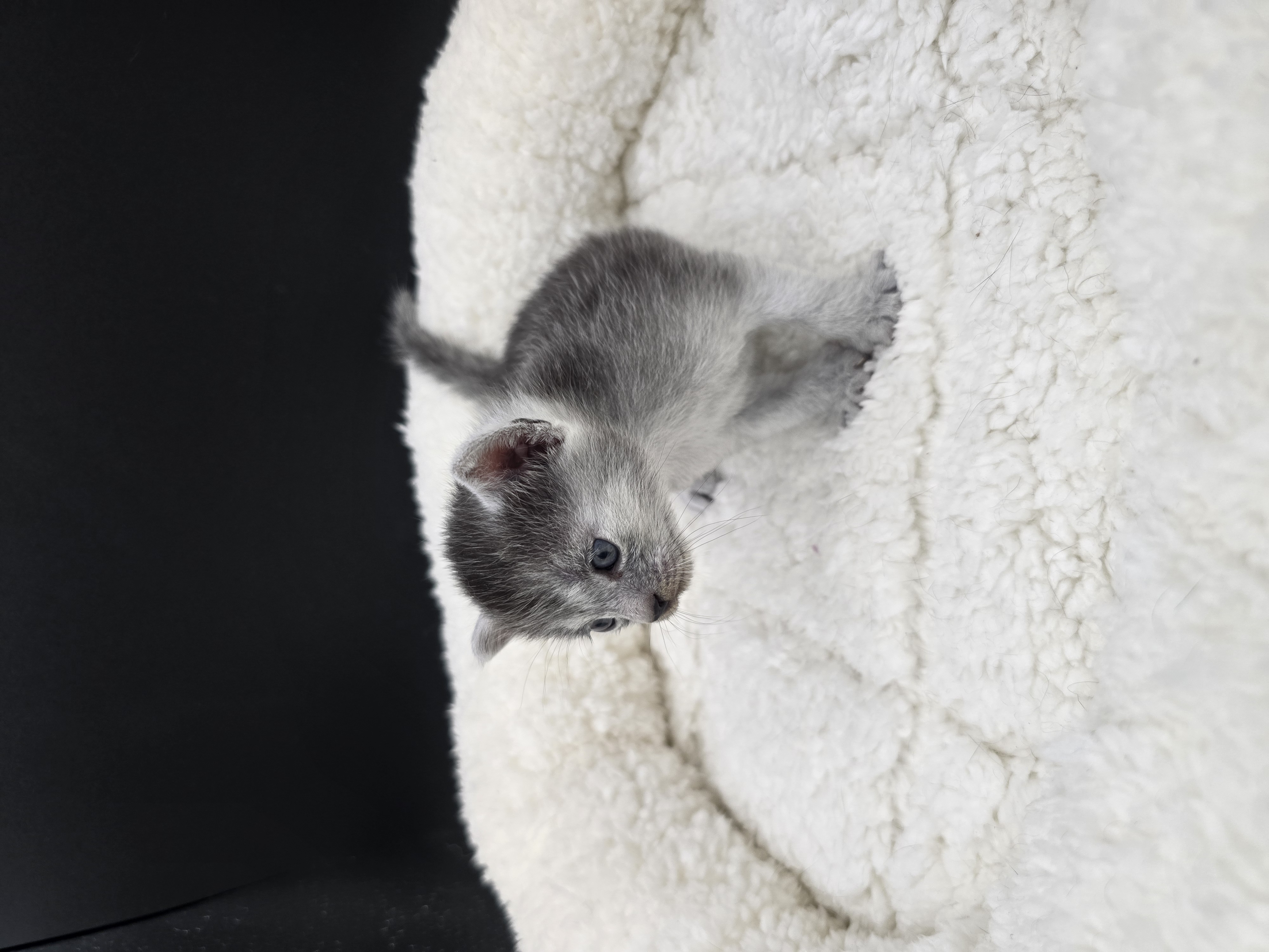 Bastet female kitten Transylvanian cat profile photo