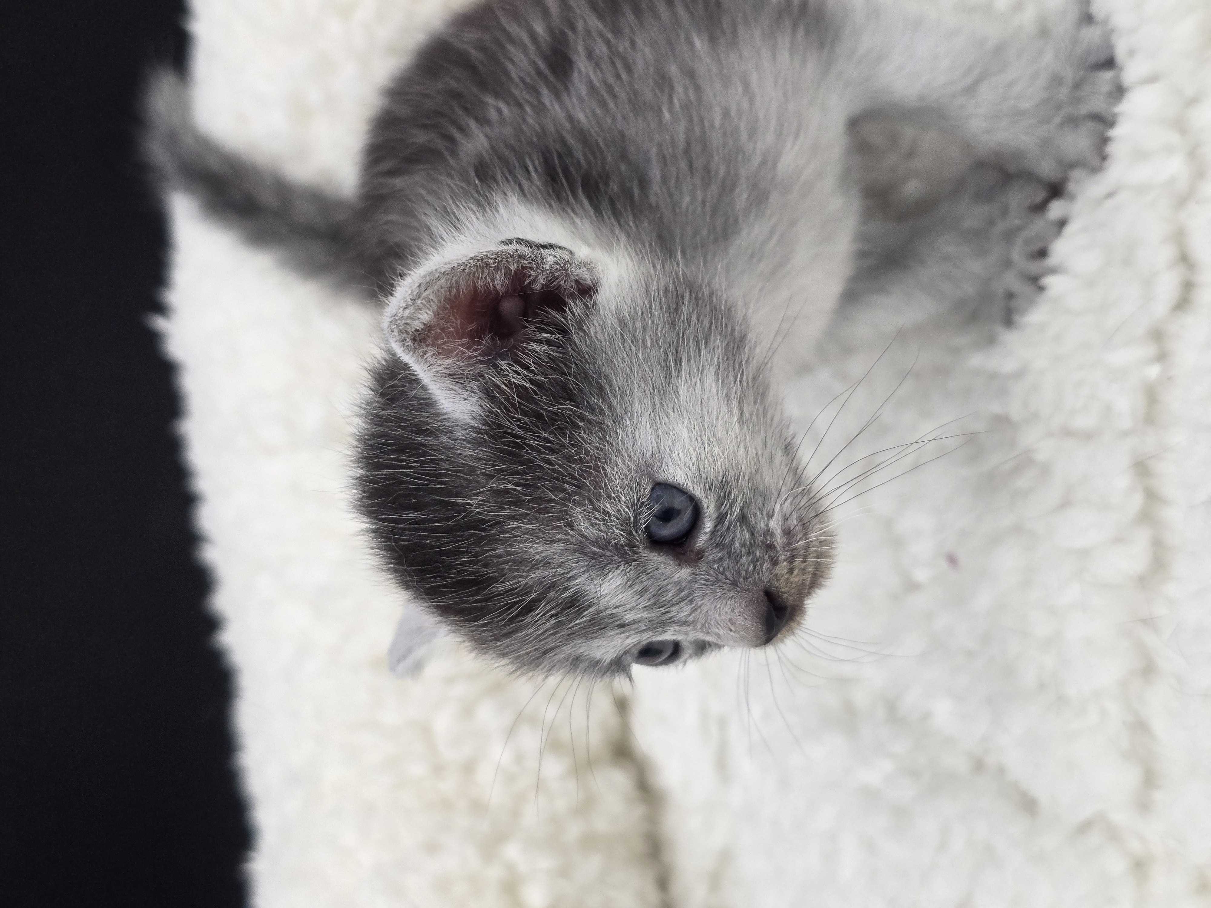 Bastet female kitten Transylvanian cat profile photo