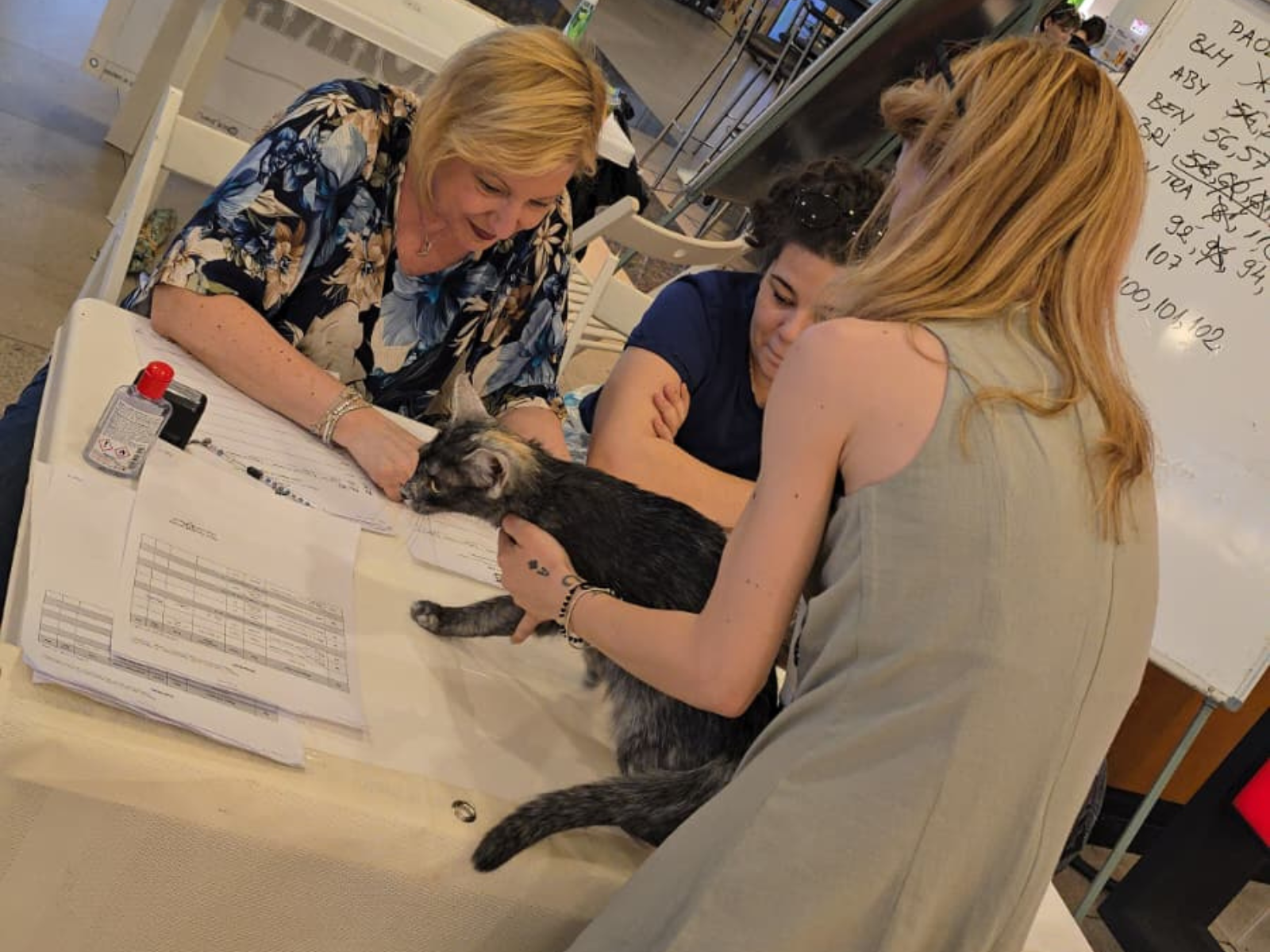 Photo from WCF International Catshow at Cluj Iulius Mall